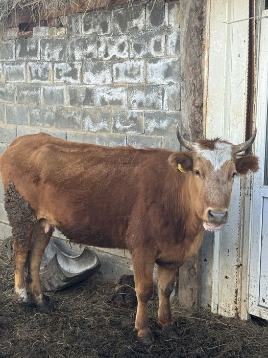 Договорная ,бағасы келісімен