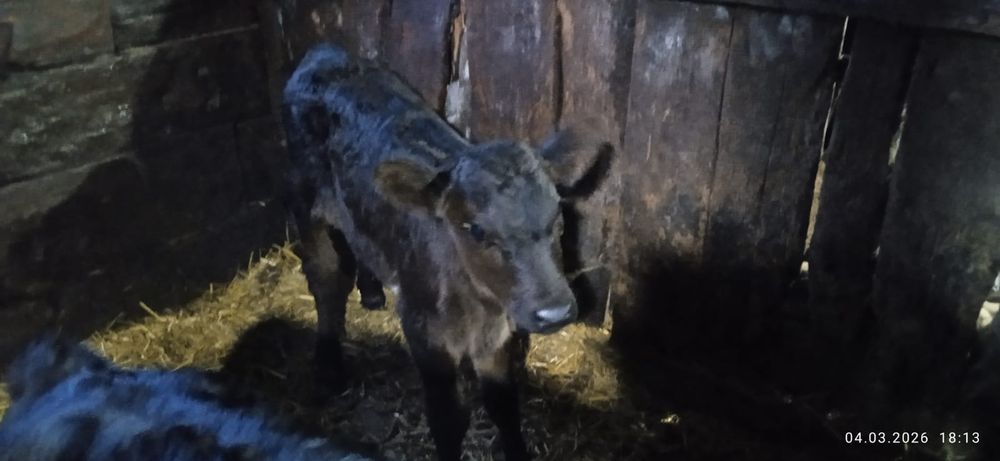 Продам тёлочку недельную