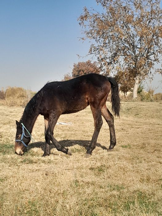 Toy sotiladi sirochni