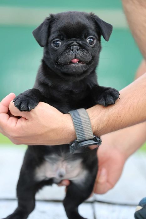 Mops Pug Negru Canisa autorizata Dogisland K9