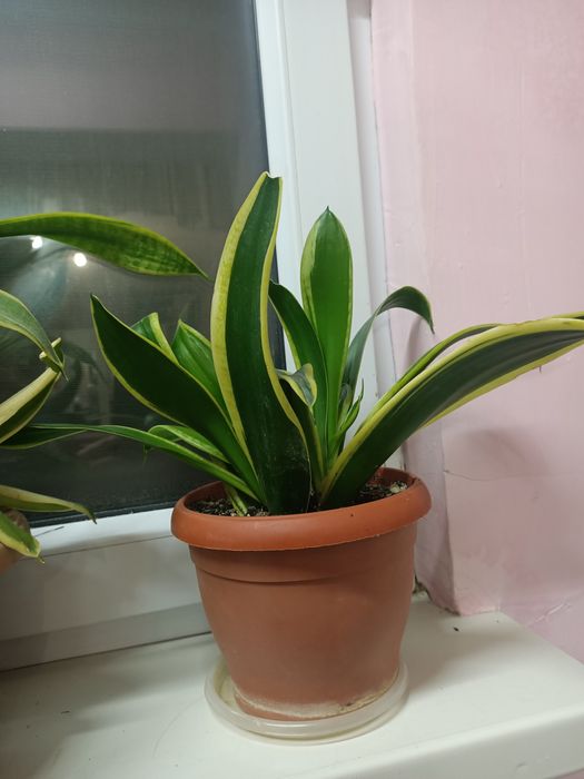 Комнатные растения