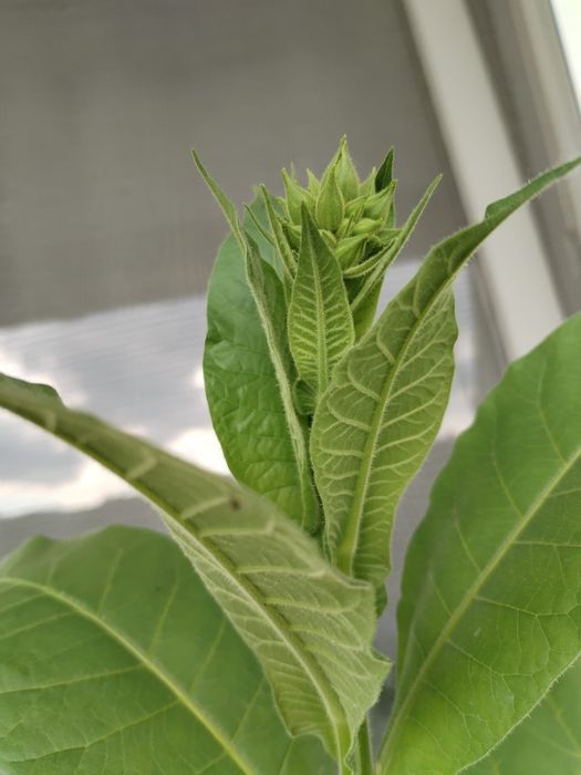 Seminte tutun Golden Virginia