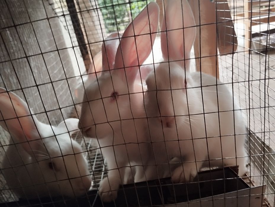 Quyon bolalari заяц