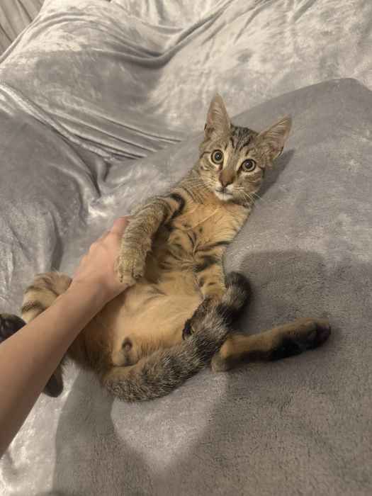 Pisic pentru adoptie