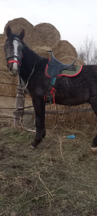 Продам жеребец .