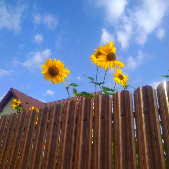 Метална ограда за двор орех-оградка за двор