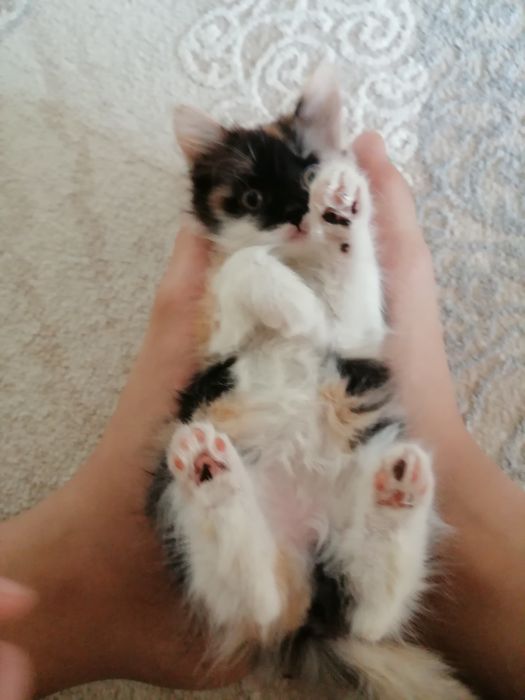 Қыз және ұл әдемі мысықтар