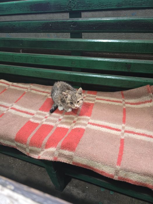 Отдам котят в добрые руки