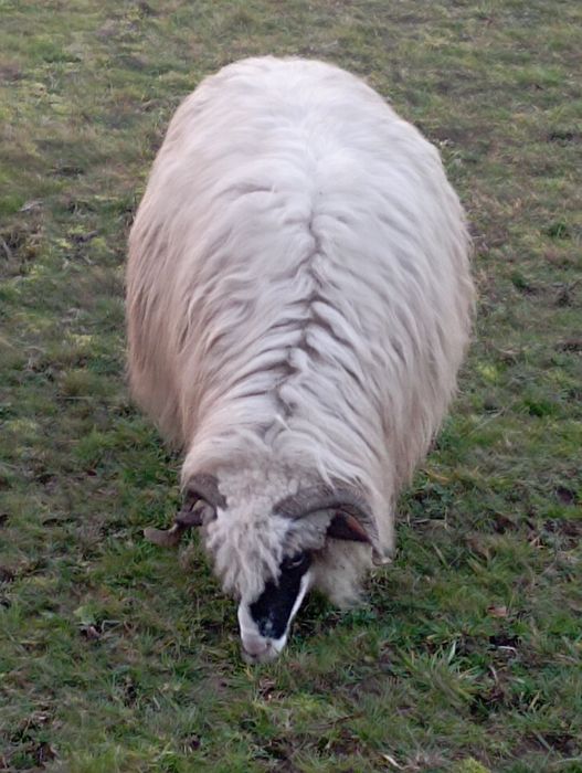 Oi bune și tinere de vanzare