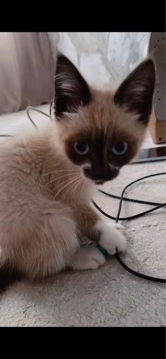 Продам сиамского котёнка мальчика