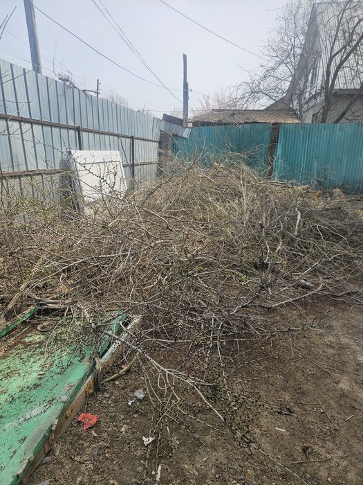 Тегын агаш шыбык тегын бесплатно