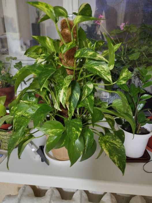 Цветы разные, комнатные цветы
