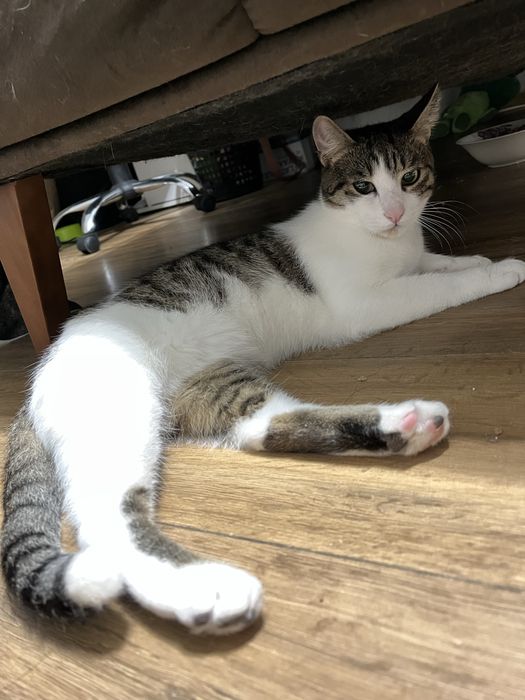 Donez pisica /pisici