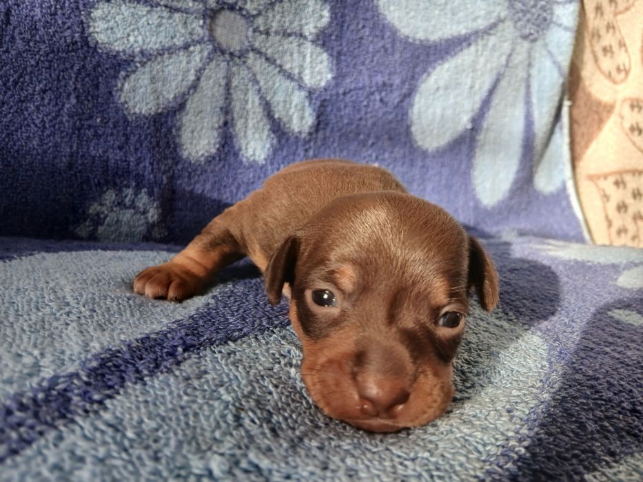 Мини Той -Пинчер  Милые мини Щеночки.