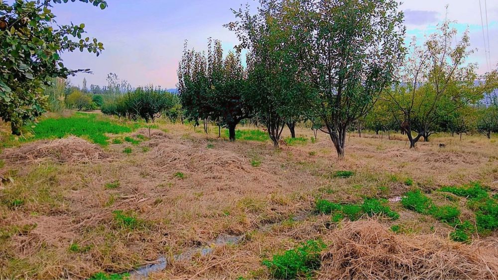 Бог сотилади 1г кадастр килинган номингизга утади