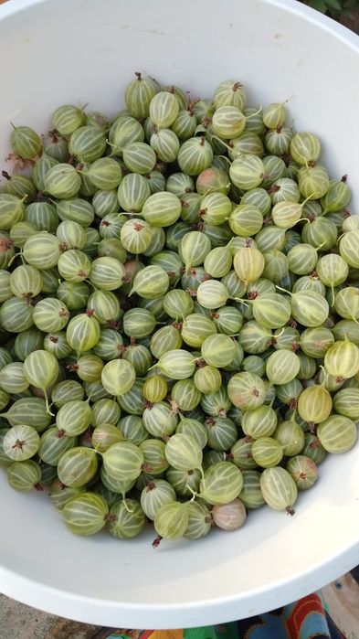 Продам крыжовник 2500