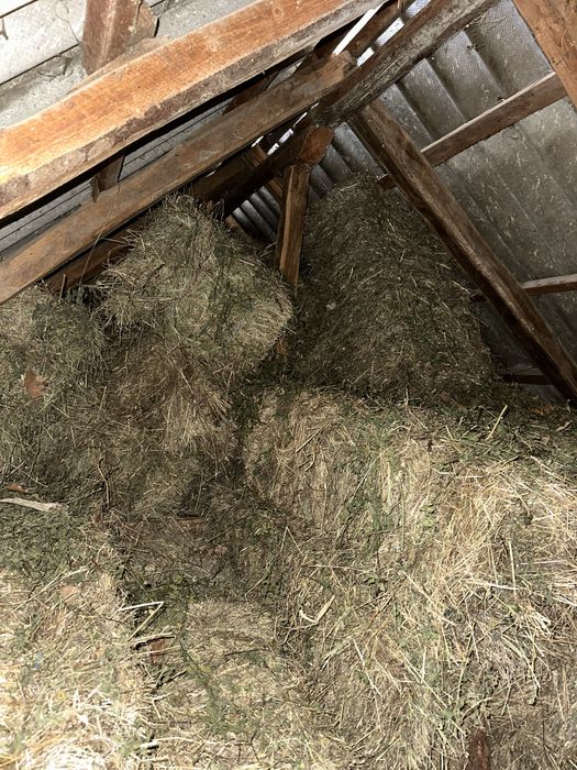 Baloti fan de vanzare