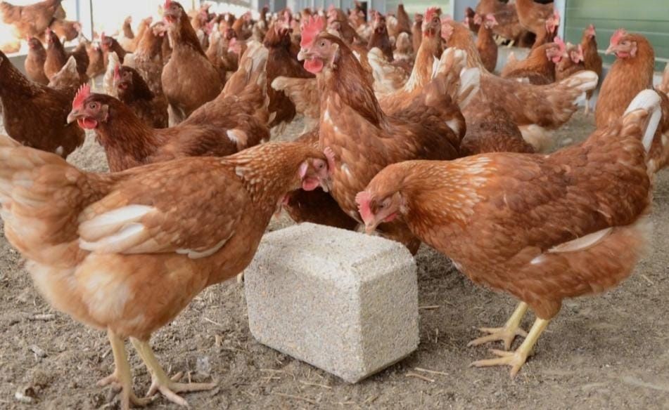 Куры Ломан Браун несушки