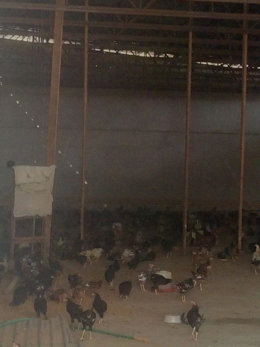 Саломалайкум 4 ойлик Жужалар сотилади бахоси 50 Минг  прифка килинган