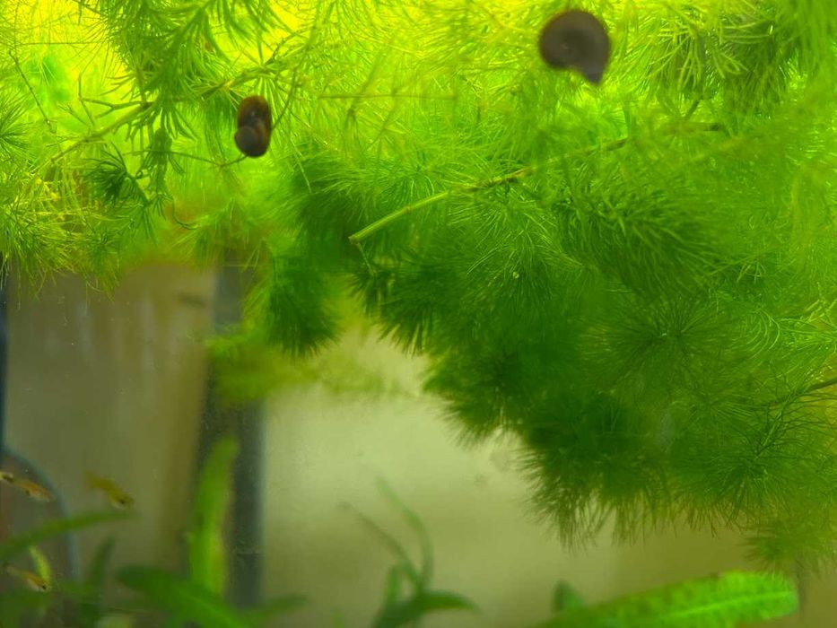 Гупи, растения за аквариум