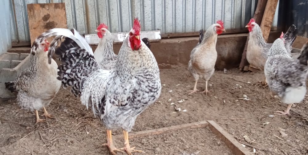 Куры несушки Борковская Барвистая