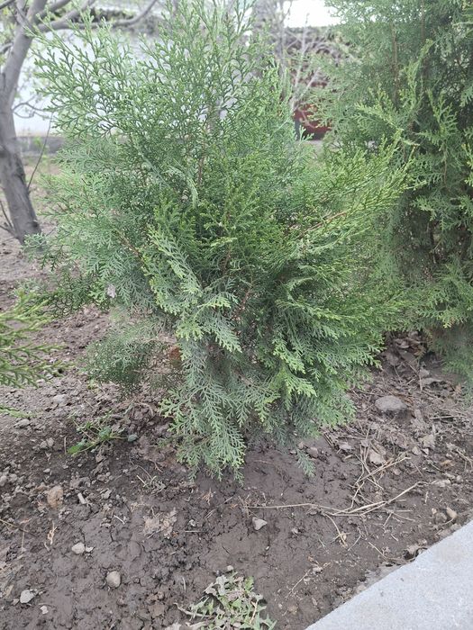 Продам туи туи .