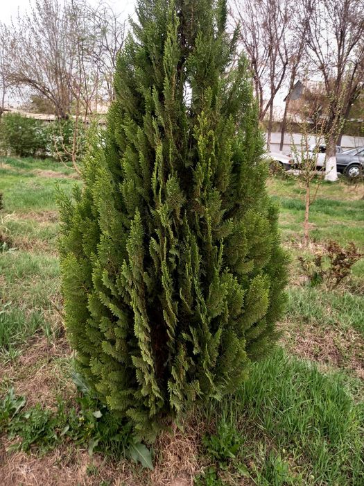 Түрлі көшеттер Шыршалар