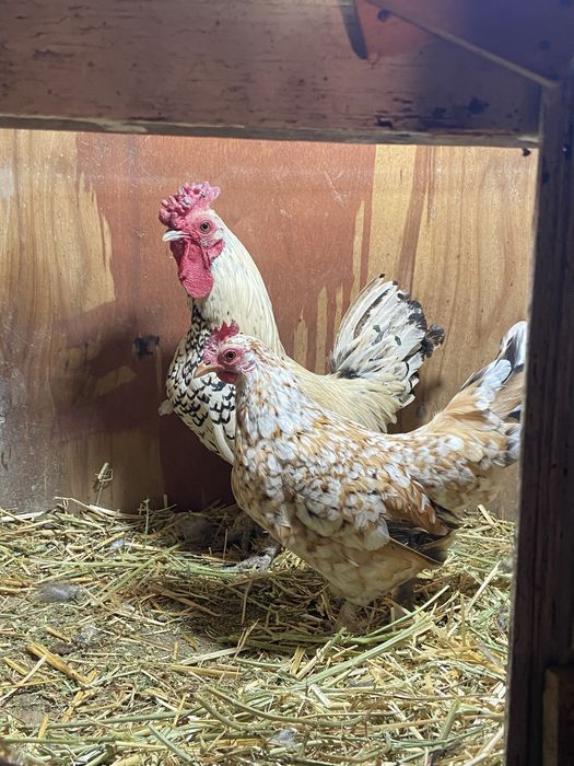 Продам сибрайт пару