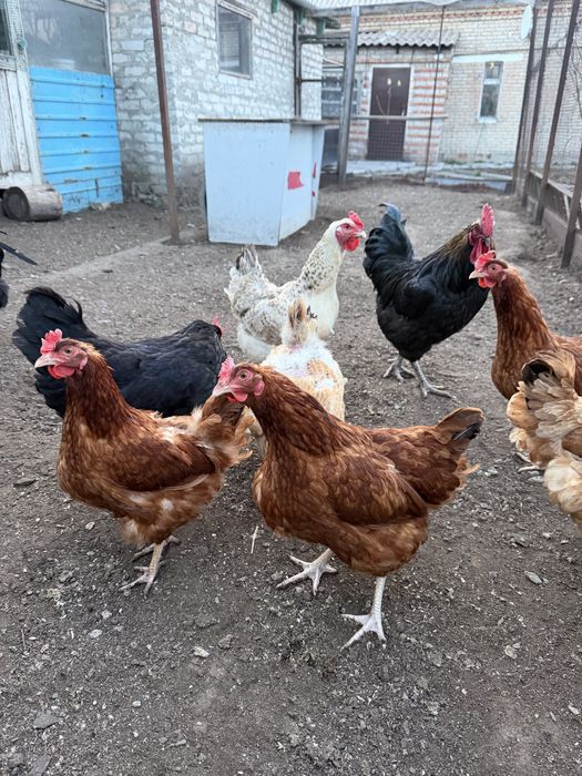 Куры несушки домашние