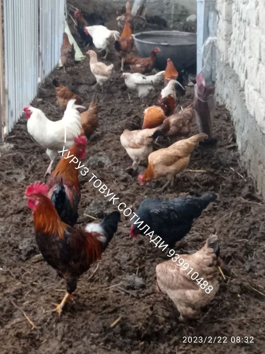 Товук сотилад тухум киладиган товуклар куруз хам сотилади