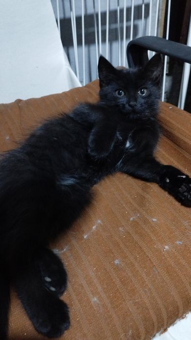 Отдам в добрые руки