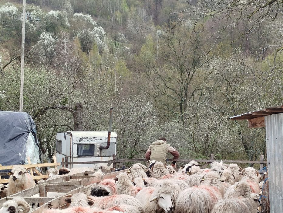 Vând 45 de oi     turcane