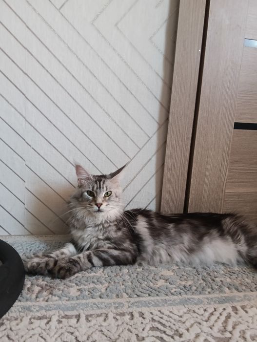 Продам Мейн Кун кошка можно в савлодение