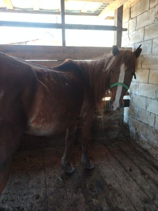 Продам жерёбую дойную кобылу