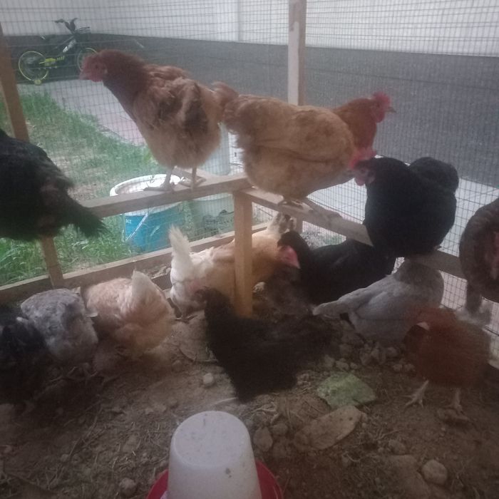100% Xonaki rang-barang tovuqlar sotuvda