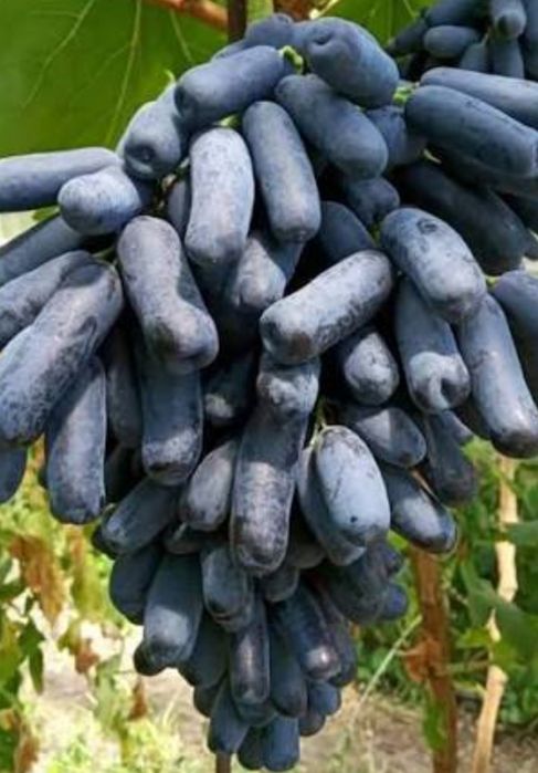 Butasi vita de vie anul 3