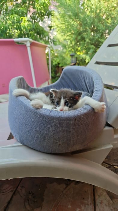 Котята трое бесплатно в добрые руки