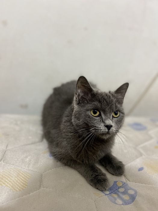 Skottish strait mushugi