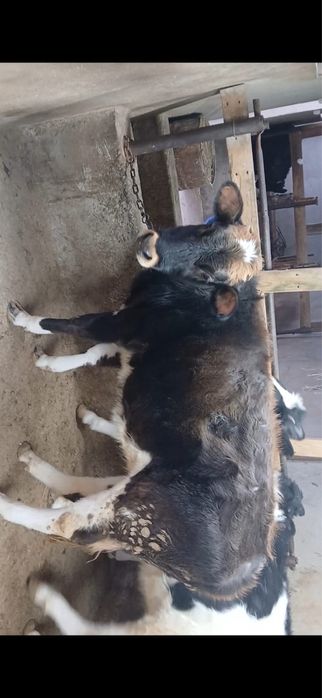 Урғашы сатылады 1 жасар үшеуі бар