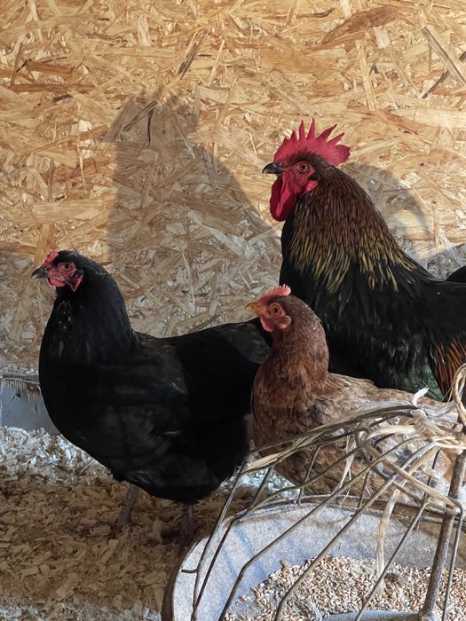 Домашний тауықтар сатылады