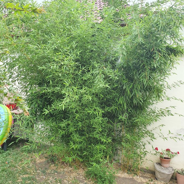 Arundo Donax pt curți și grădini