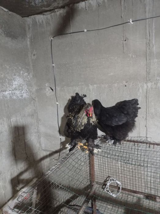 Brama zotli tovuq xoʻrozlar sotiladi