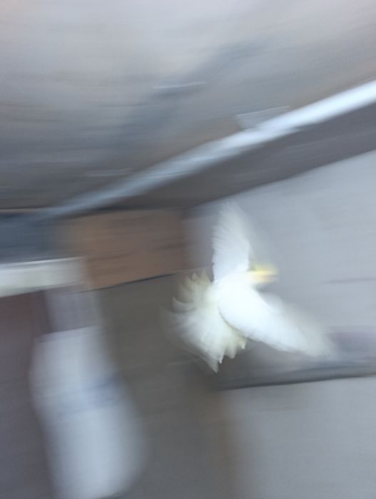 Птица карелла самкакуп вакт уча олади ва кулга ушаса тишламайди