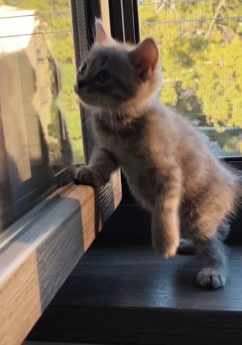 Продам домашнего котика 2 месяца
