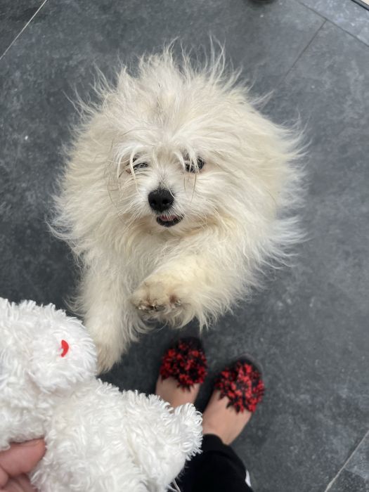 Шпиц собака продается