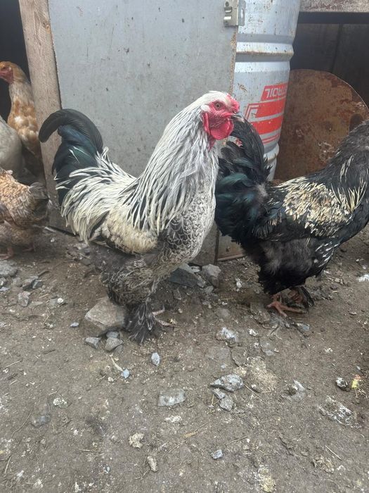 Продам домашних молодых петухоы