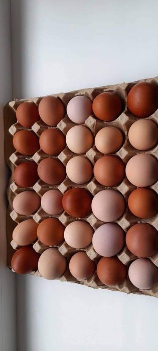 Яйцо на инкубацию