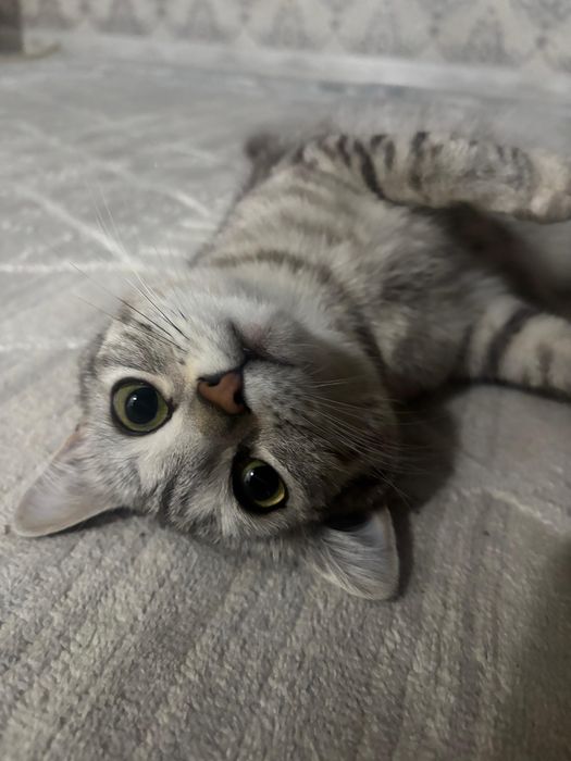 Продам кошку срочно