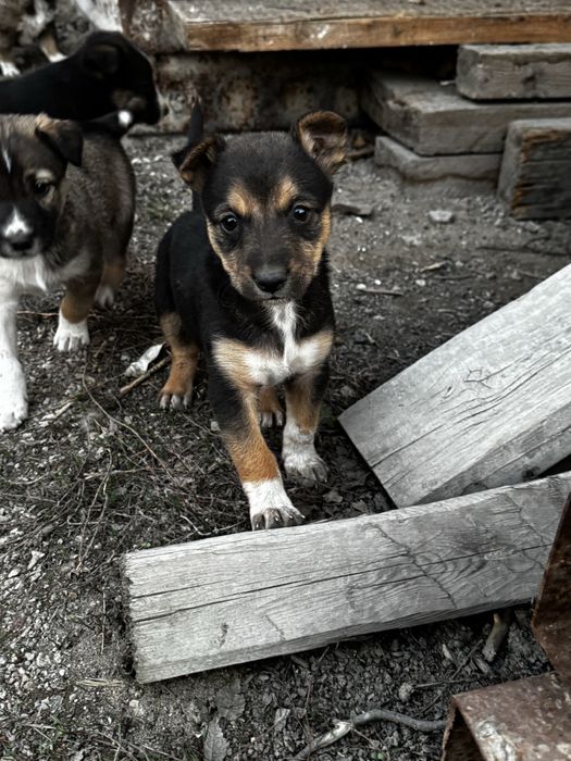 Митисы овчарки, звоните пищите