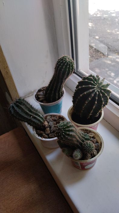 Продам комнатные цветы